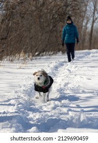 Dog Running In A Snow Trail With Woman