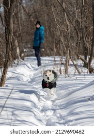 Dog Running In A Snow Trail With Woman