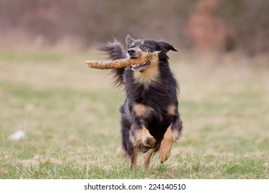 Dog running with a stick