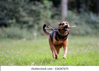 Dog running with a stick in its mouth in a grass