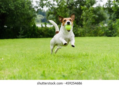 Dog Running With Tennis Ball In Mouth On Camera