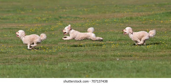 Dog Running. Time Lapse