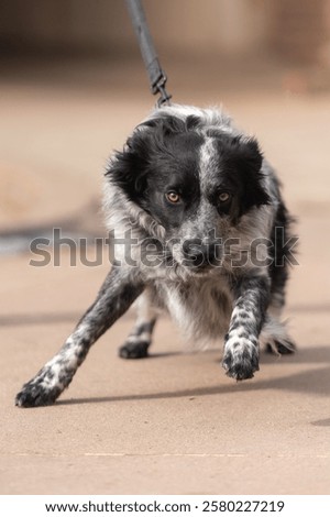 Dog running toward camera, pulling leash

