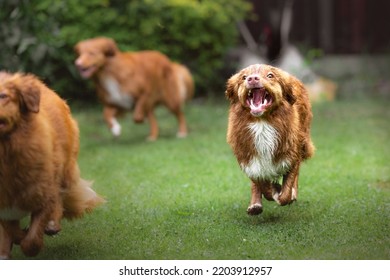 Dog Running Toward The Camera, Smiling, Happy Face