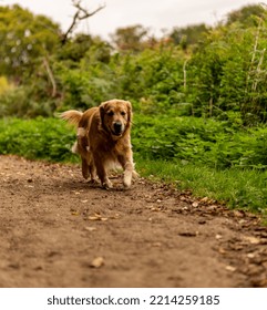 Dog Running Towards The Camera