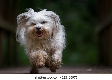 Dog Running Towards The Camera