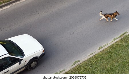 The dog runs across the road in front of the car. View from above. 