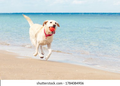 Dog Runs Along The Beach In Summer Against The Background Of The Sea, Labrador With A Ball Resting At The Resort, Animals In Summer Concept