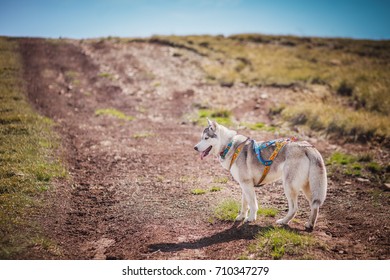 the dog runs around the mountains summer sibirian husky