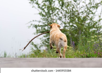 Dog runs away with a stick