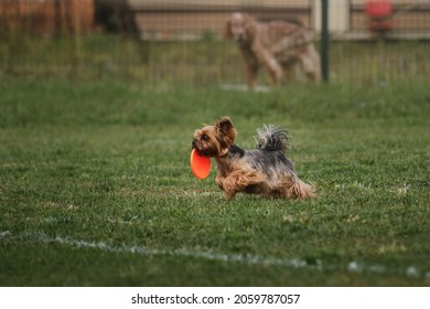 Dog Runs Fast And Holds Orange Plastic Toy Flying Disk In Its Teeth. Sporty Miniature Dog. Yorkshire Terrier Goes In For Sports On Warm Summer Day Outdoors In Park In Green Clearing.