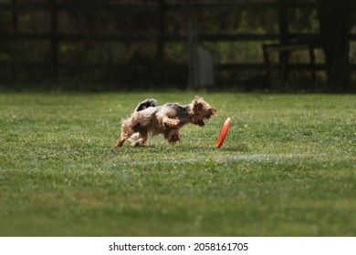 Dog Runs Fast And Tries To Grab Orange Plastic Flying Disk With Its Teeth, Which Is Rapidly Rolling Across Lawn. Yorkshire Terrier Goes In Sports On Warm Summer Day Outdoors In Park In Green Clearing.