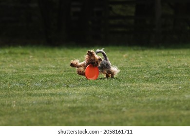 Dog Runs Fast And Tries To Grab Orange Plastic Flying Disk With Its Teeth, Which Is Rapidly Rolling Across Lawn. Yorkshire Terrier Goes In Sports On Warm Summer Day Outdoors In Park In Green Clearing.