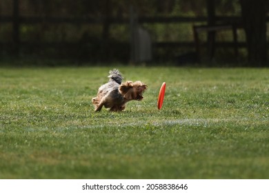 Dog Runs Fast And Tries To Grab Orange Plastic Flying Disk With Its Teeth, Which Is Rapidly Rolling Across Lawn. Yorkshire Terrier Goes In Sports On Warm Summer Day Outdoors In Park In Green Clearing.