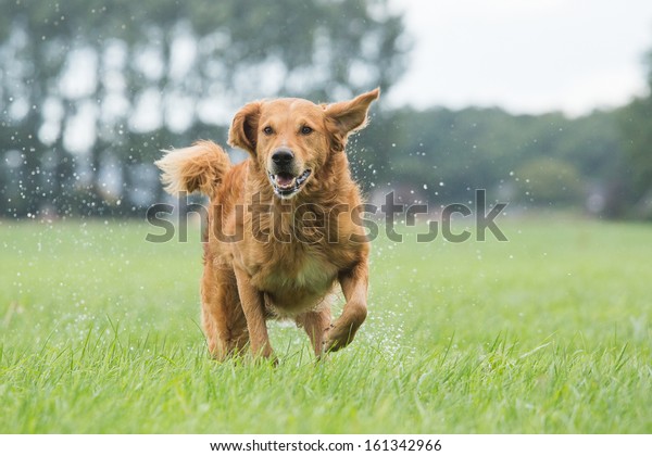 Perro Corre En El Campo Foto De Stock 161342966 | Shutterstock