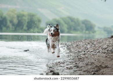 The dog runs on the water. Marbled Australian Shepherd on the lake - Powered by Shutterstock