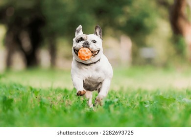 Un perro corre a través del pasto con una bola en la boca. Perro de toro francés 