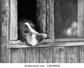 Dog With Sad Eyes Looking Out From Window Of Dog House