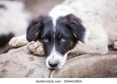 Dog With Sad Eyes In Shelter For Adoption