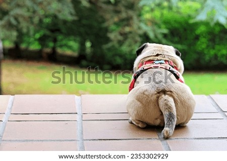 Dog with sad face of the pug breed, resting
