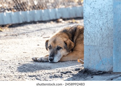 A dog with a sad look is lying on the asphalt near the house - Powered by Shutterstock