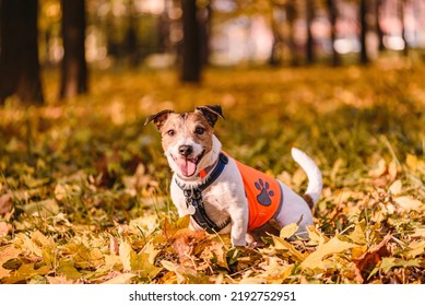 Dog safety concept with happy dog sitting in Fall park wearing orange reflective vest