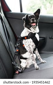 Dog With Safety Seatbelt In Car Seat