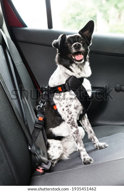 Dog With Safety Seatbelt\
In Car Seat