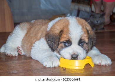 dog Saint Bernard puppy eating from a bowl. lying face into a plate