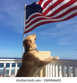 Dog Saluting Flag