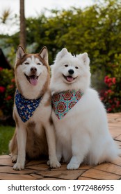 Dog samoyed and Siberian husky with bandana 