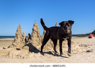 Dog And A Sand Castle