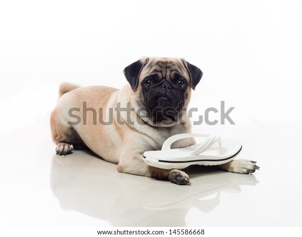dog sandals