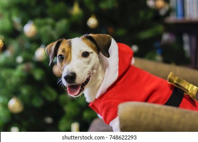 Dog In Santa Costume