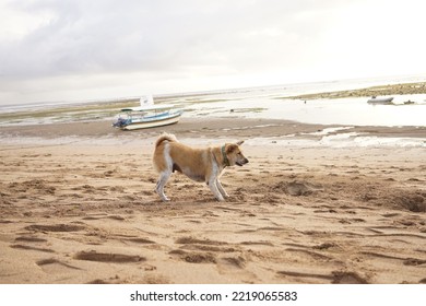 A Dog At Sanur Beach Bali