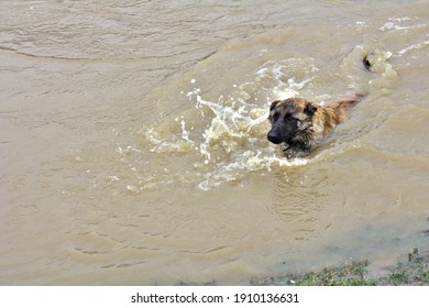 The dog is saved from the muddy water of the river. A drowning dog in a flood