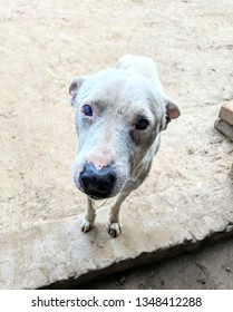 A Dog Saying Goodbye