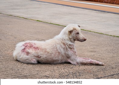 sarcoptes scabiei in dogs