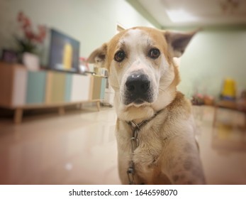 Dog Scared About Thunderstorm Outside