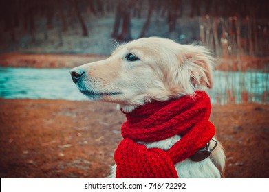 Dog In Scarf  In The Autumn Park