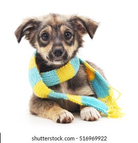 Dog In A Scarf On A White Background.