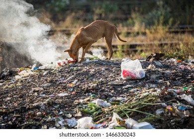 Dog Scavenging The Scraps At Garbage Dump.