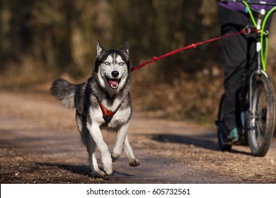 3,175 Dog on scooter Images, Stock Photos & Vectors | Shutterstock