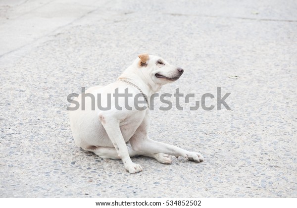 A dog is scratching\
itself
