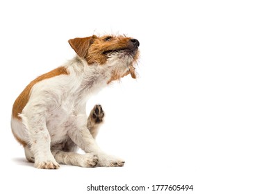 Dog Scratching Paw From Allergies And Fleas On A White Background