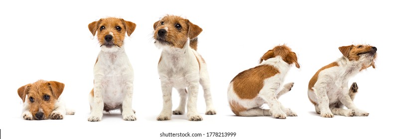 Dog Scratching Paw From Allergies And Fleas On A White Background