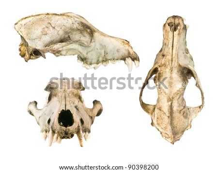 dog scull isolated on white