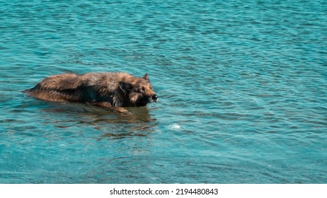 Dog In The Sea. Dog Cooling Down In The Sea Druing Summer.