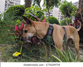 Dog Is Seeking A Place To Hide Bone