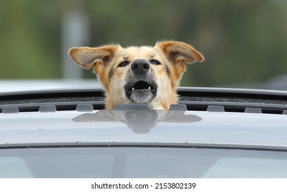 A Dog Is Seen Peaking Out Of A Vehicles Sunroof.

